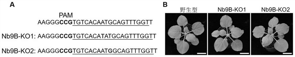 Application of nicotiana benthamiana ALKBH9B gene in regulation and control of plant virus resistance and transgenic plant cultivation method