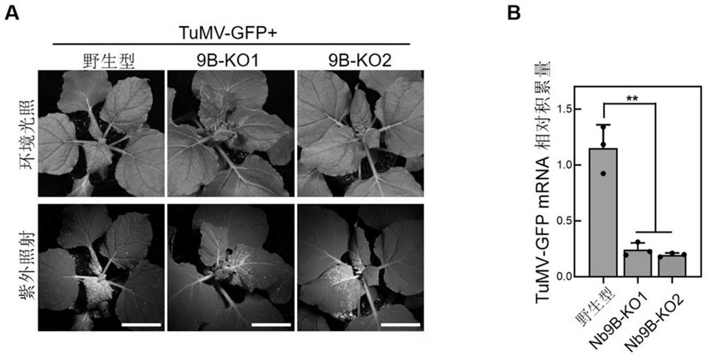 Application of nicotiana benthamiana ALKBH9B gene in regulation and control of plant virus resistance and transgenic plant cultivation method