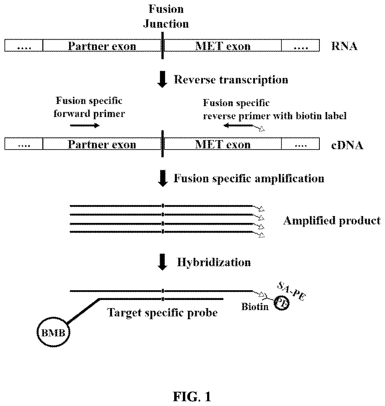 Kit and methods to detect met gene fusion