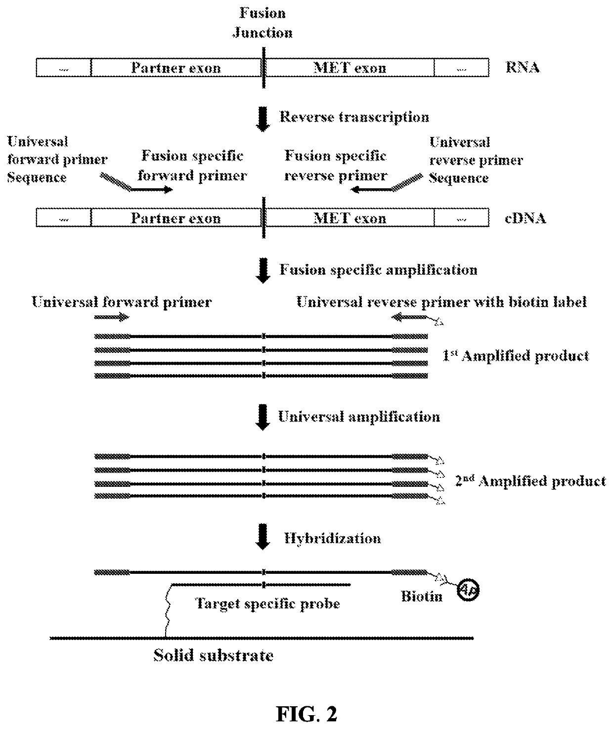 Kit and methods to detect met gene fusion