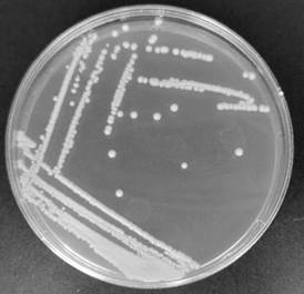 Saccharomyces cerevisiae, starter cultures and their use in winemaking