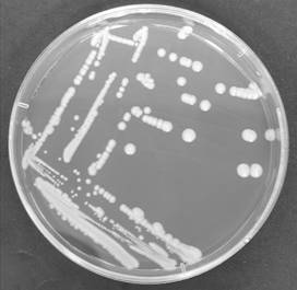 Saccharomyces cerevisiae, starter cultures and their use in winemaking