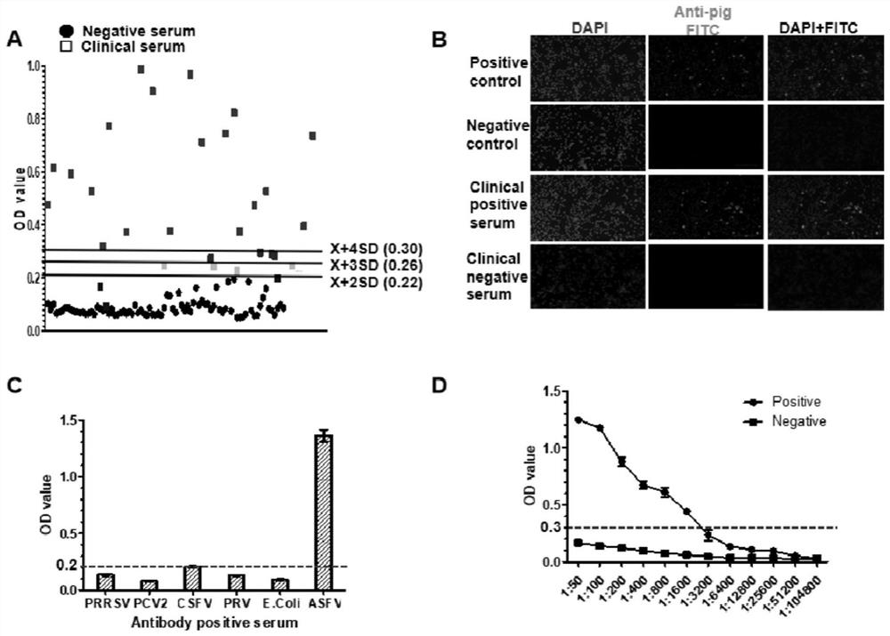 African swine fever virus CD2v extracellular domain recombinant protein and application thereof