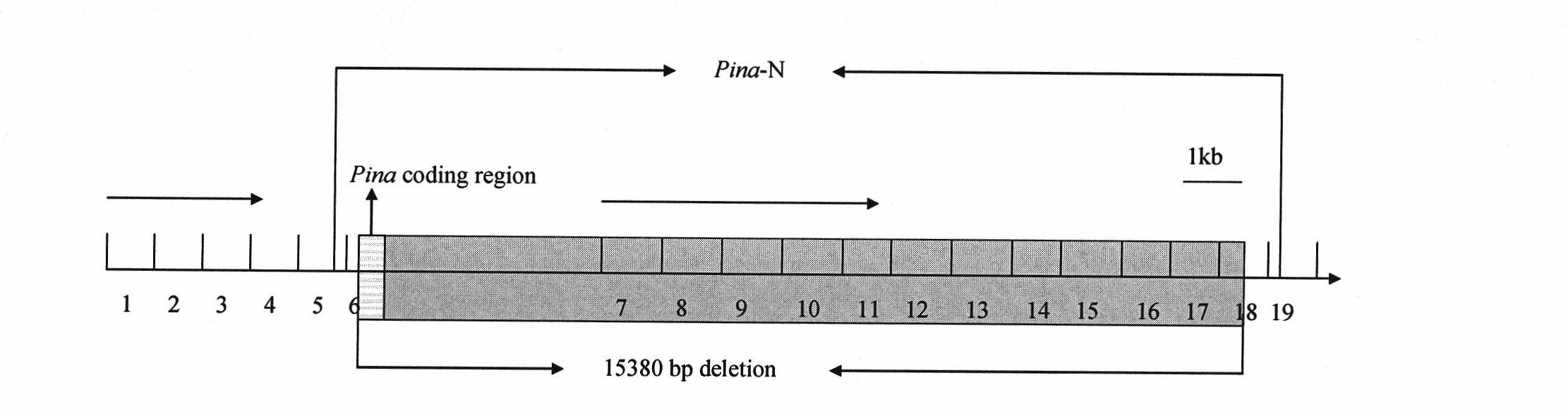 Method for identifying whether wheat to be tested is Pina-D1b deficient wheat and applications thereof