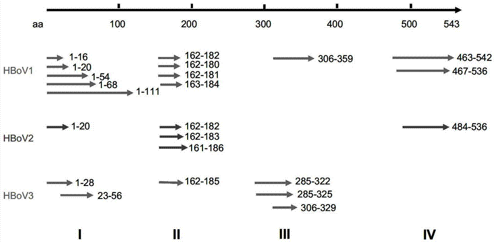Common Specific Epitope of Boca Virus (HBoV), Its Application and Antibody