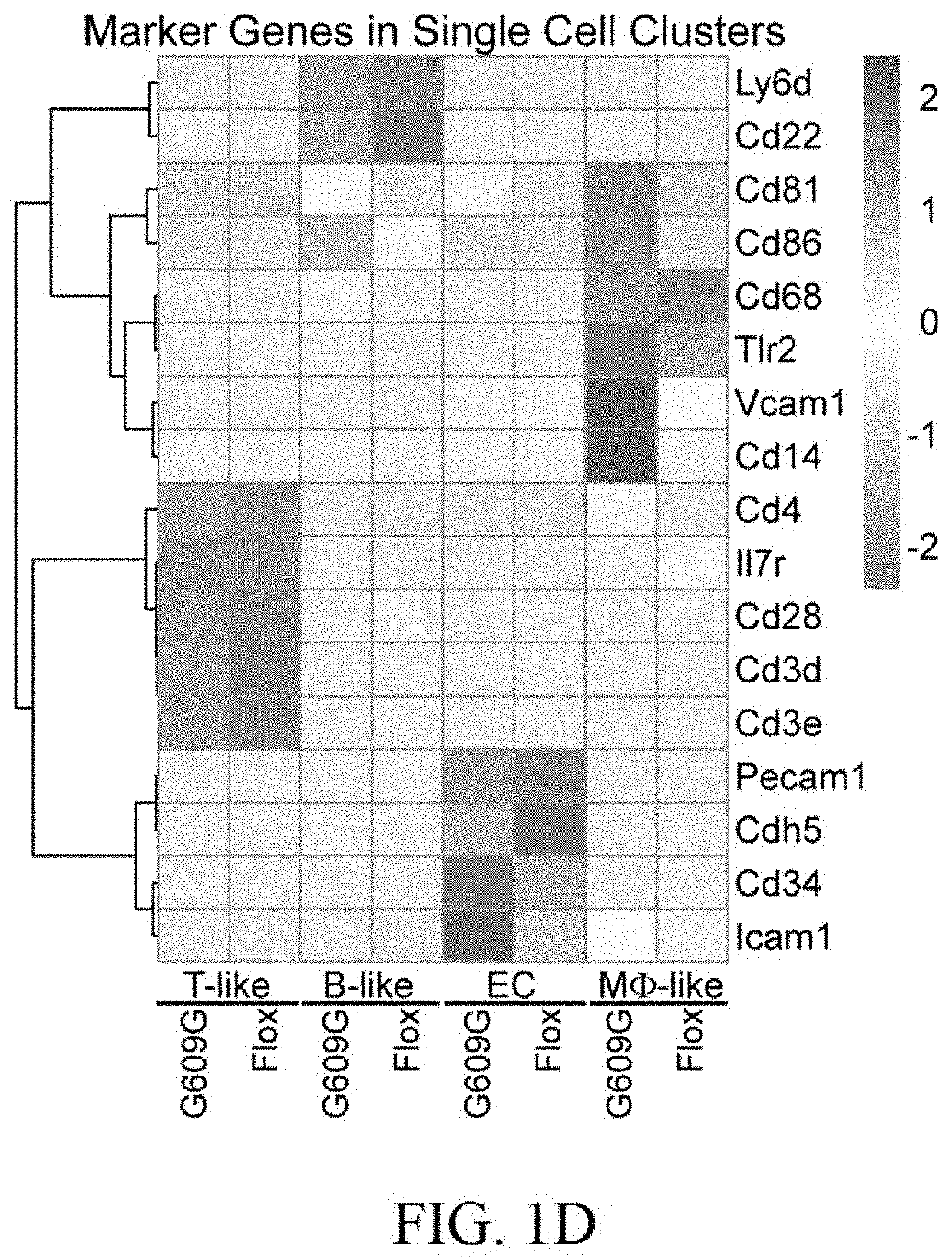 Use of endothelial progenitor cells in rejuvenating the microvasculature, preventing aging and treating age-related diseases