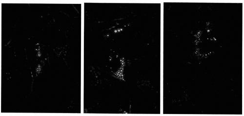 Efficient preparation method of placental mesenchymal stem cells through homogenizer