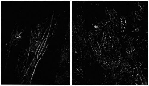 Efficient preparation method of placental mesenchymal stem cells through homogenizer