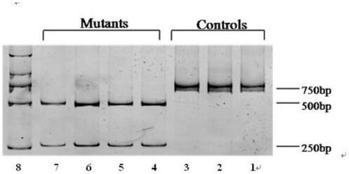 A method for detecting the mitochondrial trnaleu(uur)3253t&gt;c mutation for non-therapeutic and non-diagnostic purposes