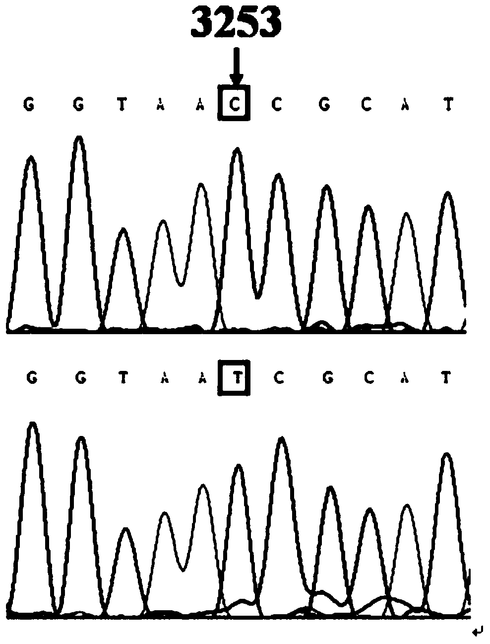 A method for detecting the mitochondrial trnaleu(uur)3253t&gt;c mutation for non-therapeutic and non-diagnostic purposes