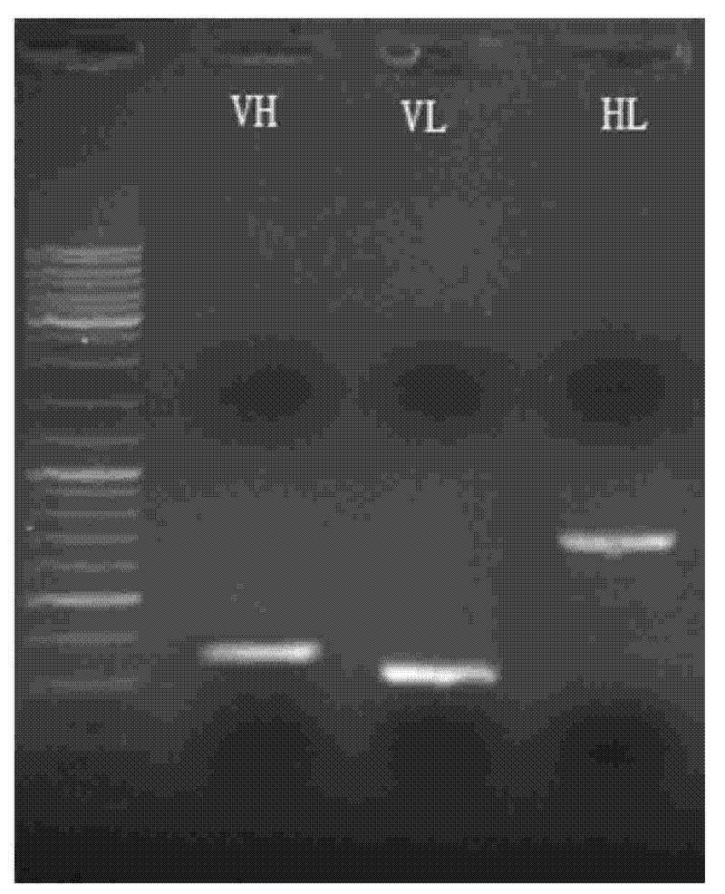 Anti-EGFR single-chain antibody fusion Gelonin recombination immunotoxin, preparation method and usage thereof