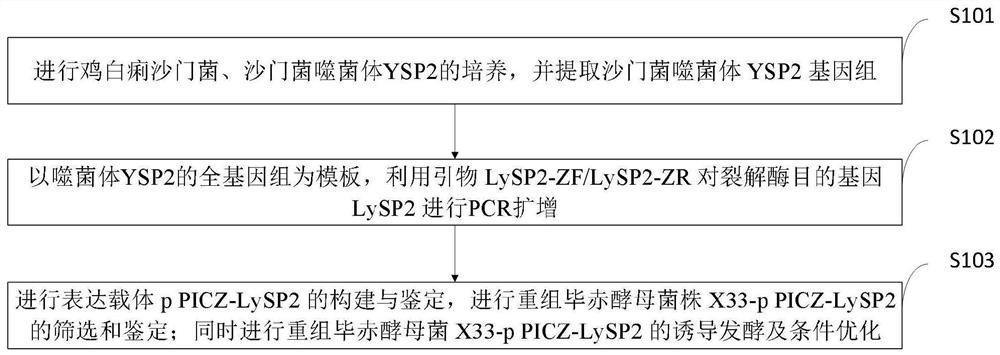 Fermentation preparation method of salmonella pullorum bacteriophage lyase