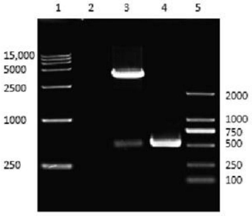 Fermentation preparation method of salmonella pullorum bacteriophage lyase