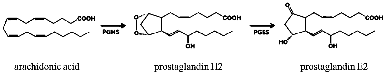 Genetic engineering bacteria and application thereof, method for producing prostaglandin E2