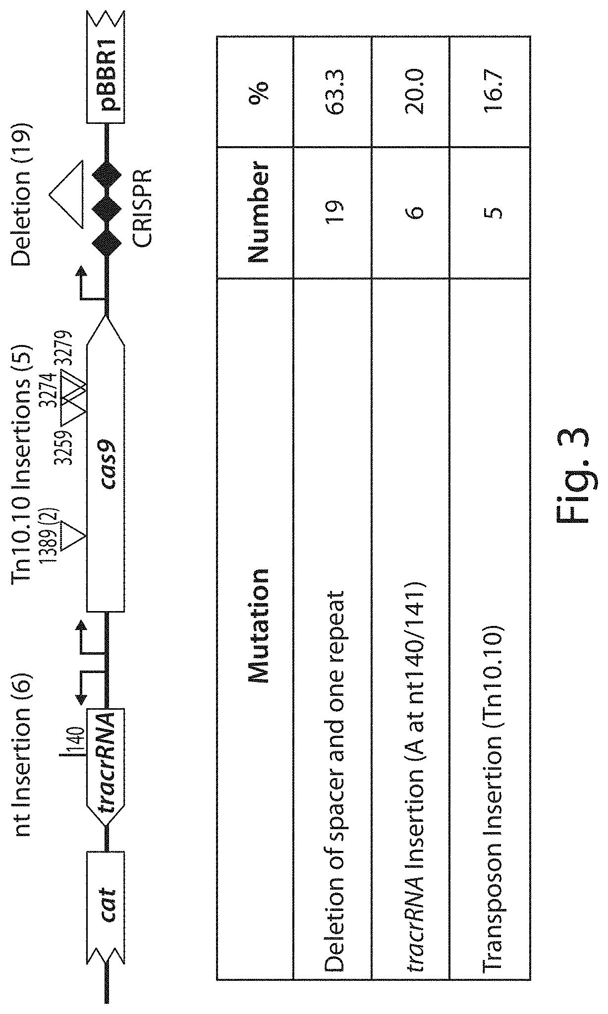 Tuning microbial populations with programmable nucleases