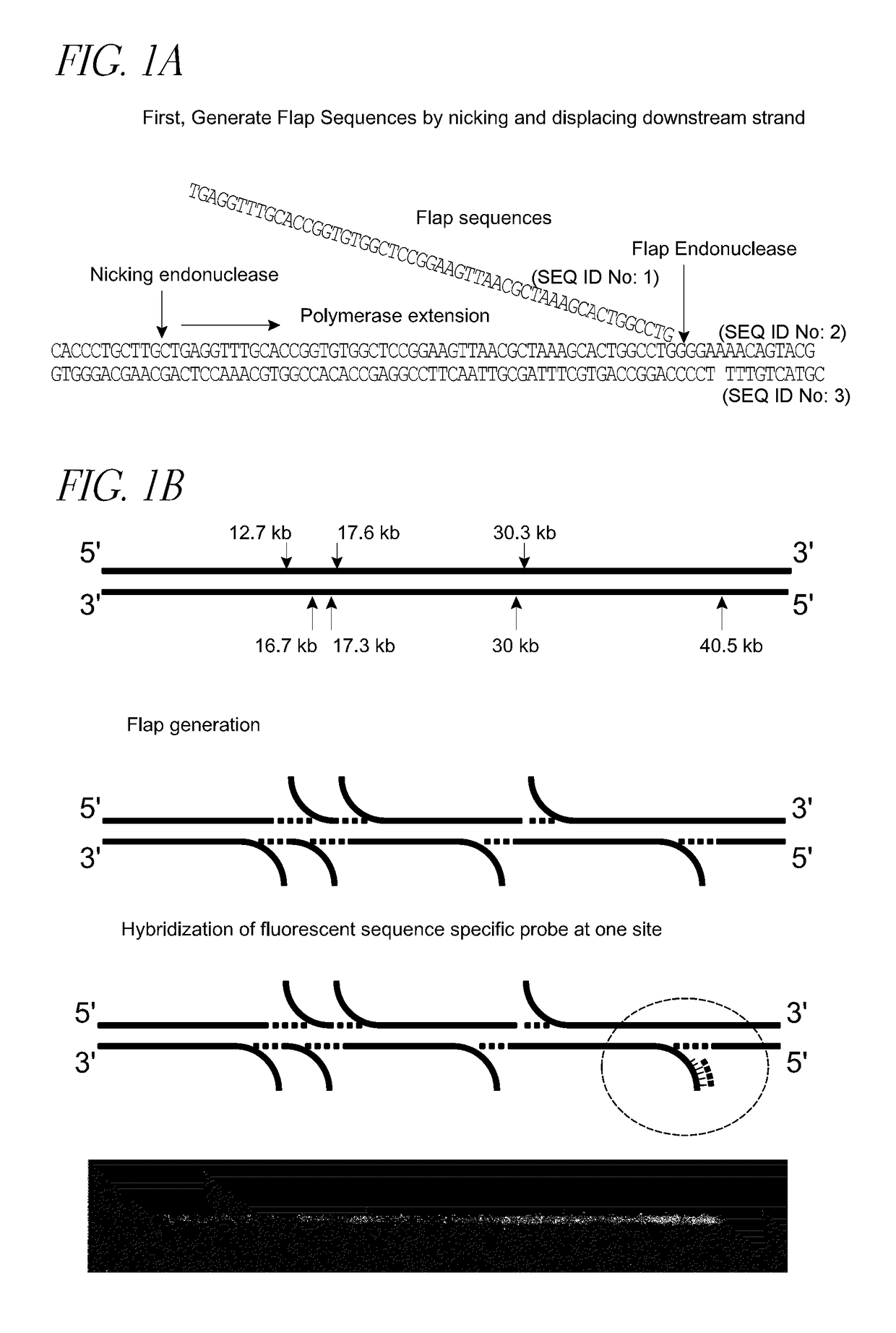 Methods and devices for single-molecule whole genome analysis