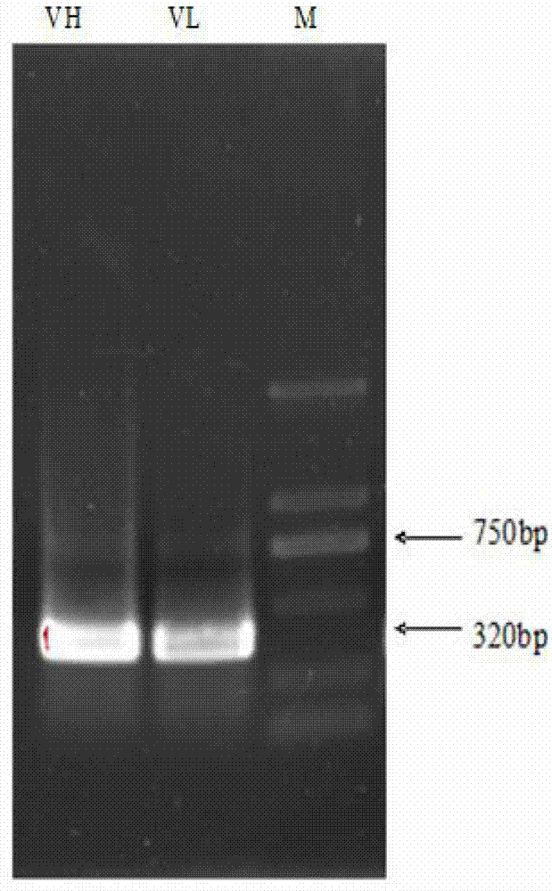 Antibody gene for resisting pyrethriods pesticide scFv (Single Chain Fragment Variable) and application of antibody gene