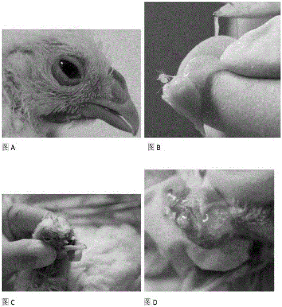 Chicken C type avian metapneumovirus strain aMPV/C-JCZ and application thereof