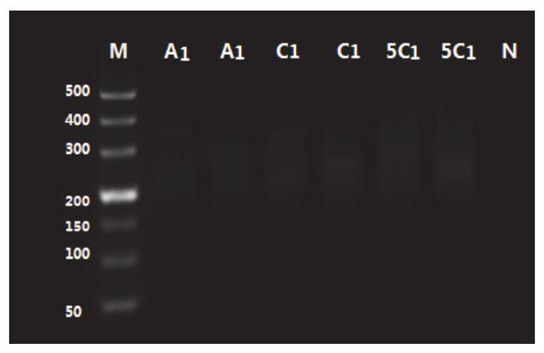 Hepatopancreatic parvovirus and nucleocapsid protein affinity screening method and application thereof