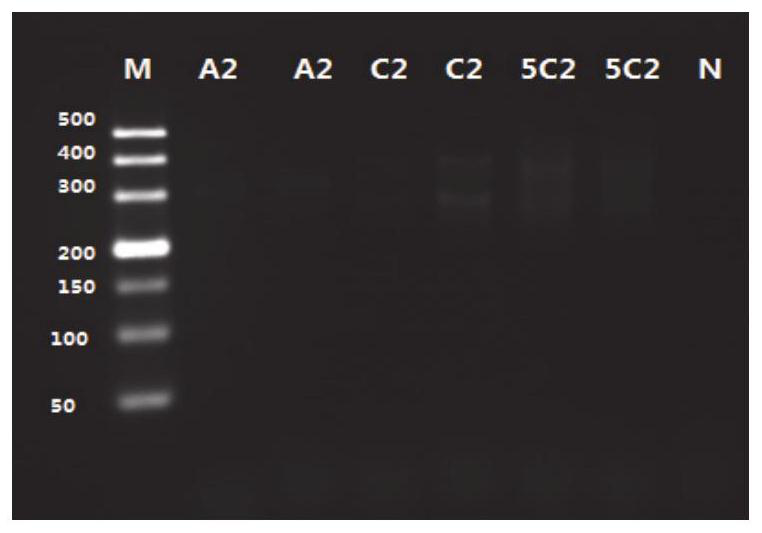 Hepatopancreatic parvovirus and nucleocapsid protein affinity screening method and application thereof