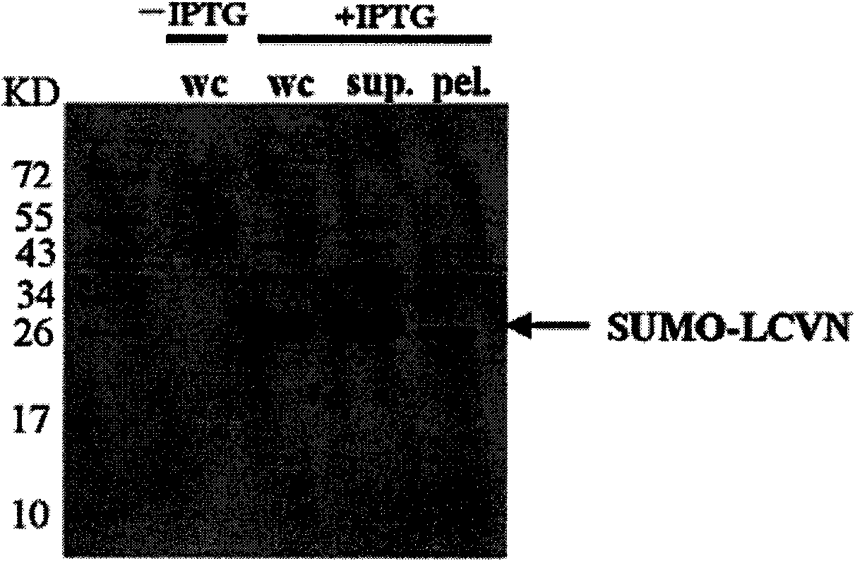 Blue-green algal virus protein N mutant, modified derivative and application thereof