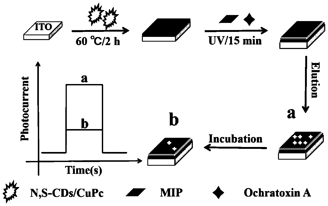 Preparation method and application of molecularly imprinted photo-electrochemical sensor based on N,S-CDs/CuPc composite material