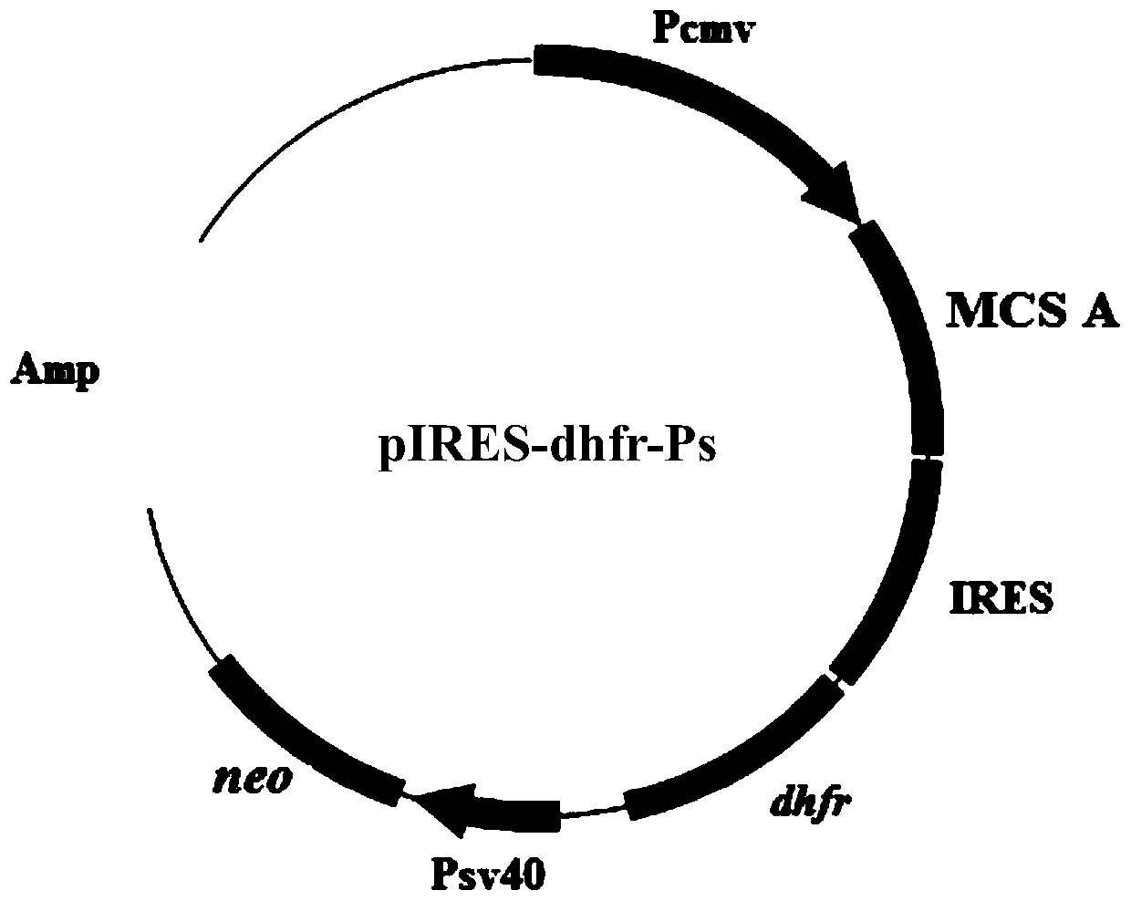 Expression vector for animal cells, its preparation method and application