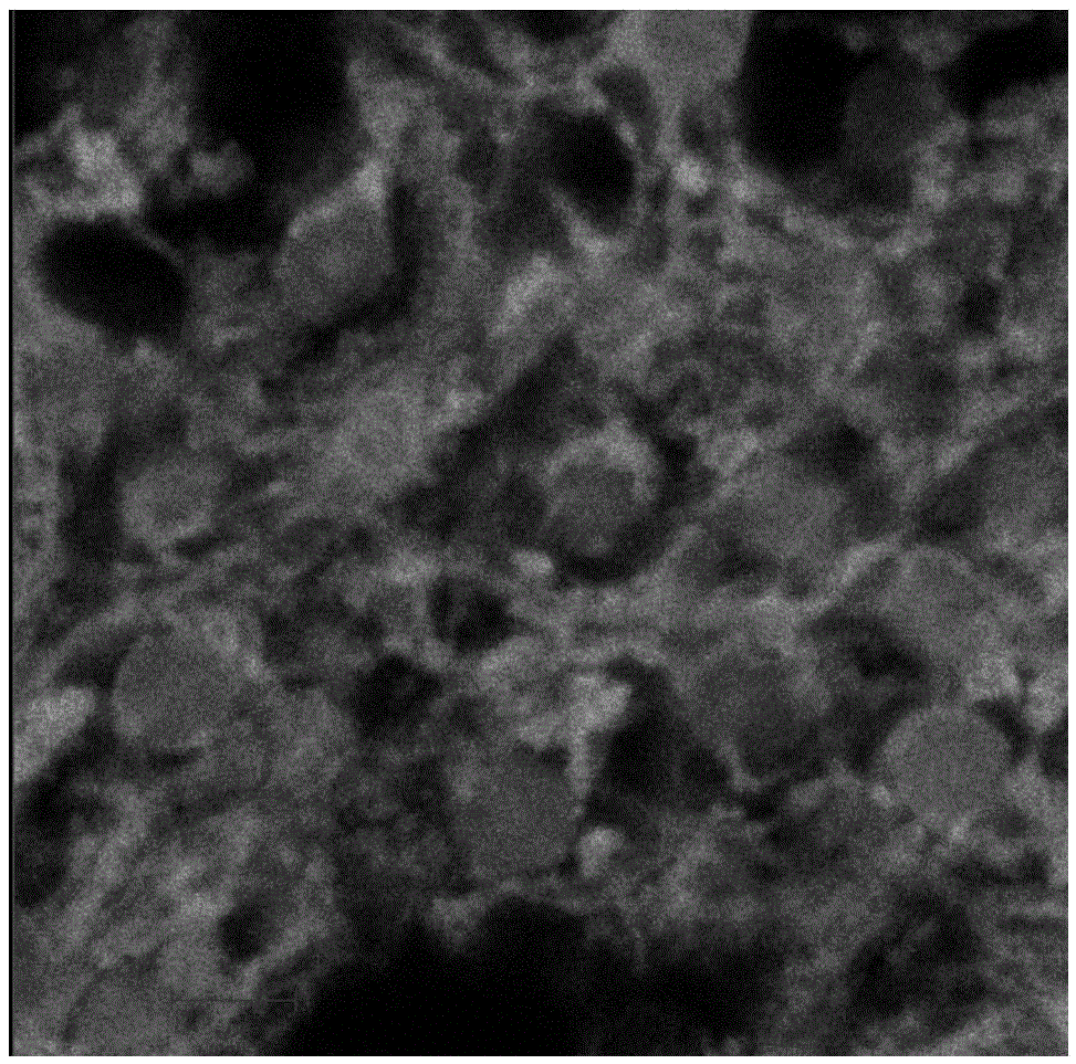 A method for observing the microtubule structure of the cytoskeleton in animal liver tissue