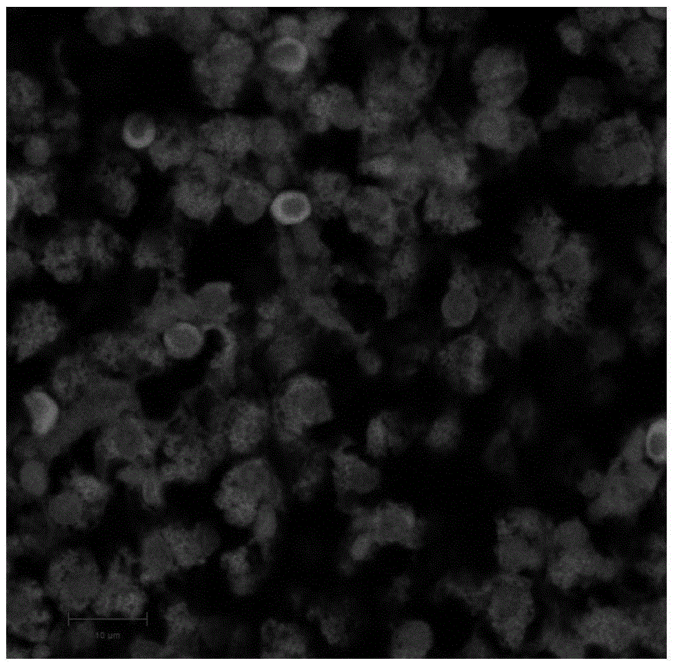 A method for observing the microtubule structure of the cytoskeleton in animal liver tissue