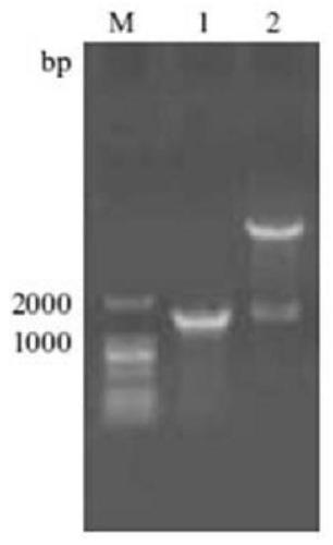 Anti-human Legumain protein monoclonal antibody, hybridoma cell strain LGMN-2 and applications thereof