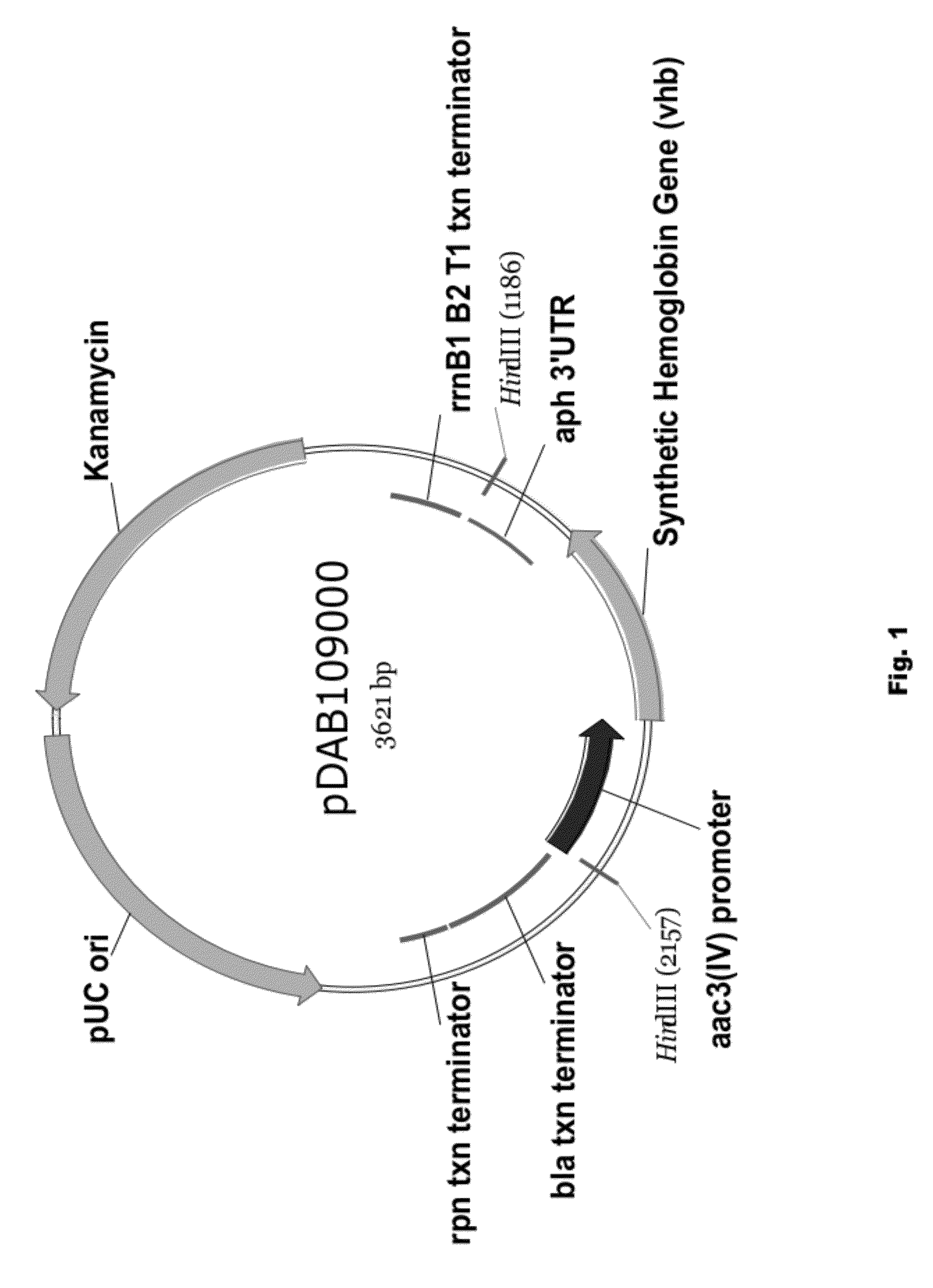 Enhancing spinosyn production with oxygen binding proteins