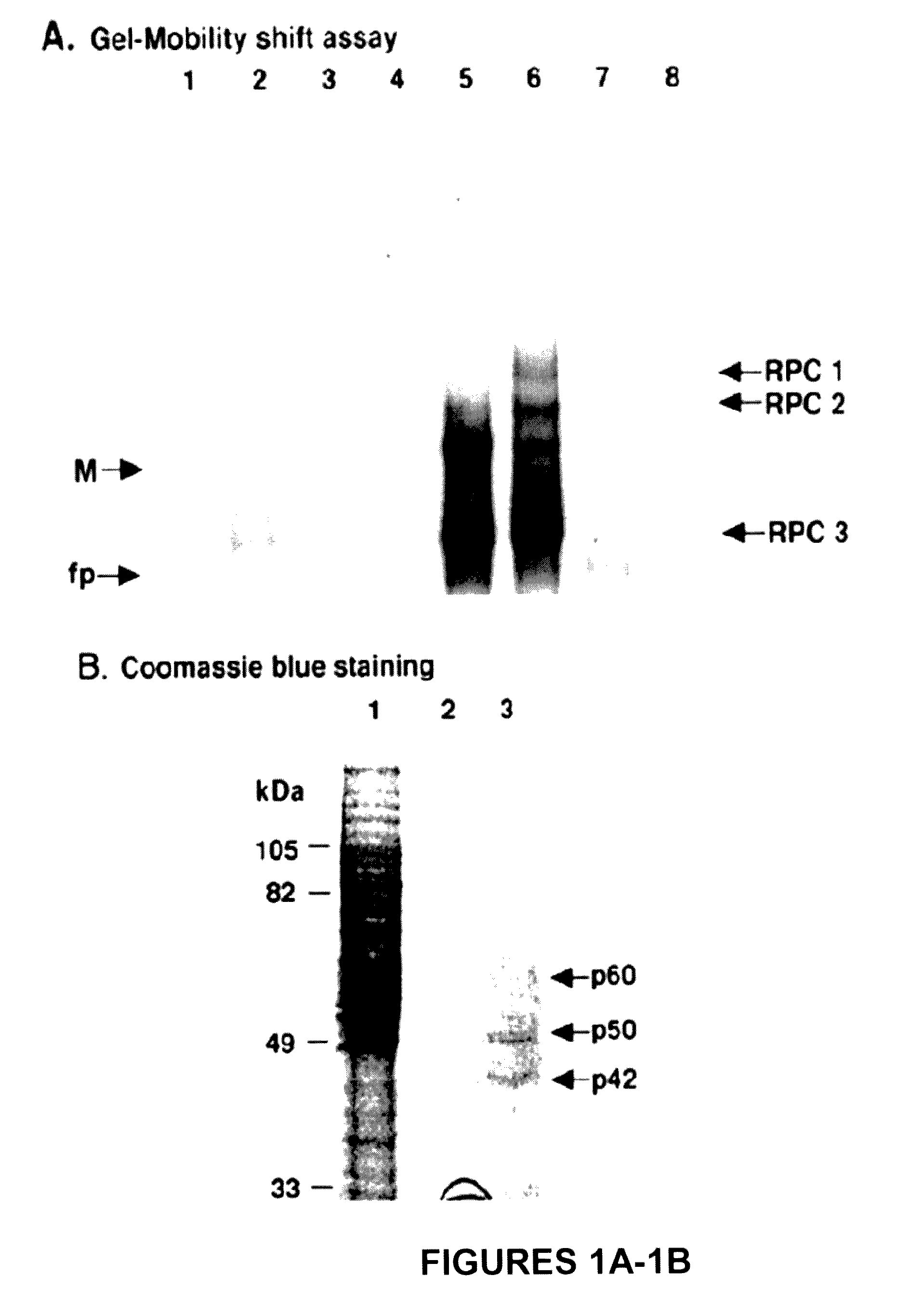 Methods and compositions for inhibition of viral replication