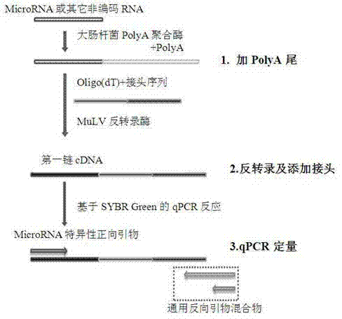 Quantitative detection method for micro RNA (Ribose Nucleic Acid)