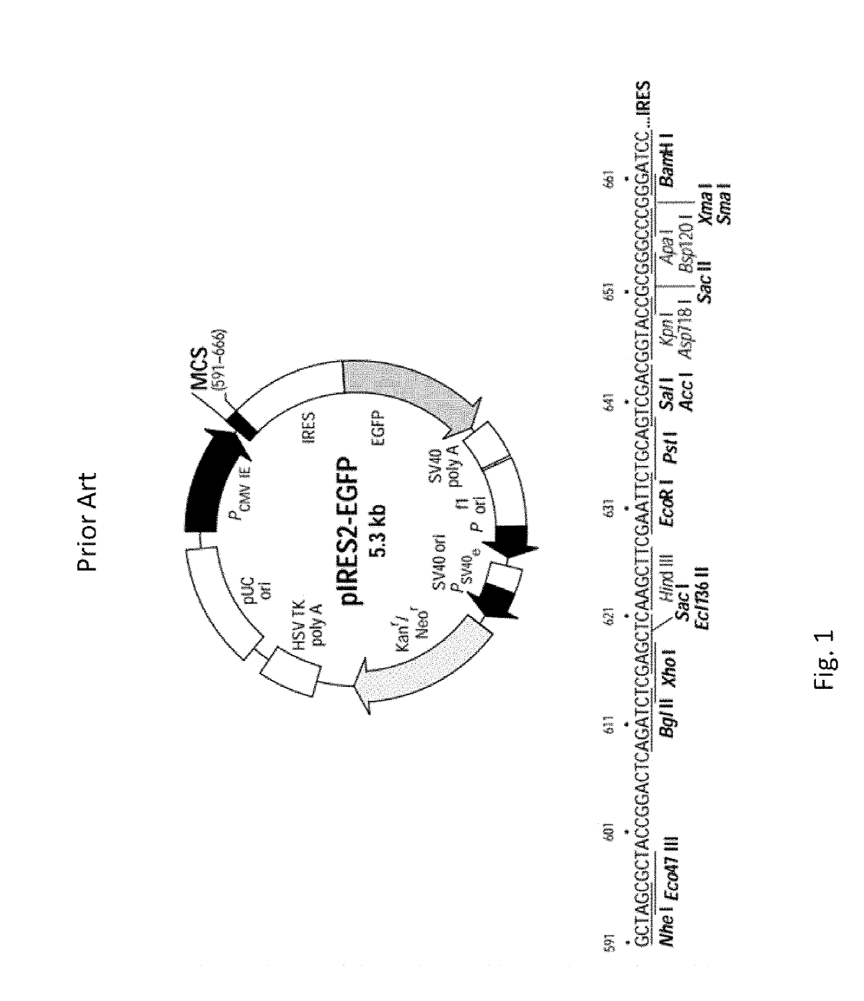 Polypeptide nano-bubbles and preparation method and application thereof