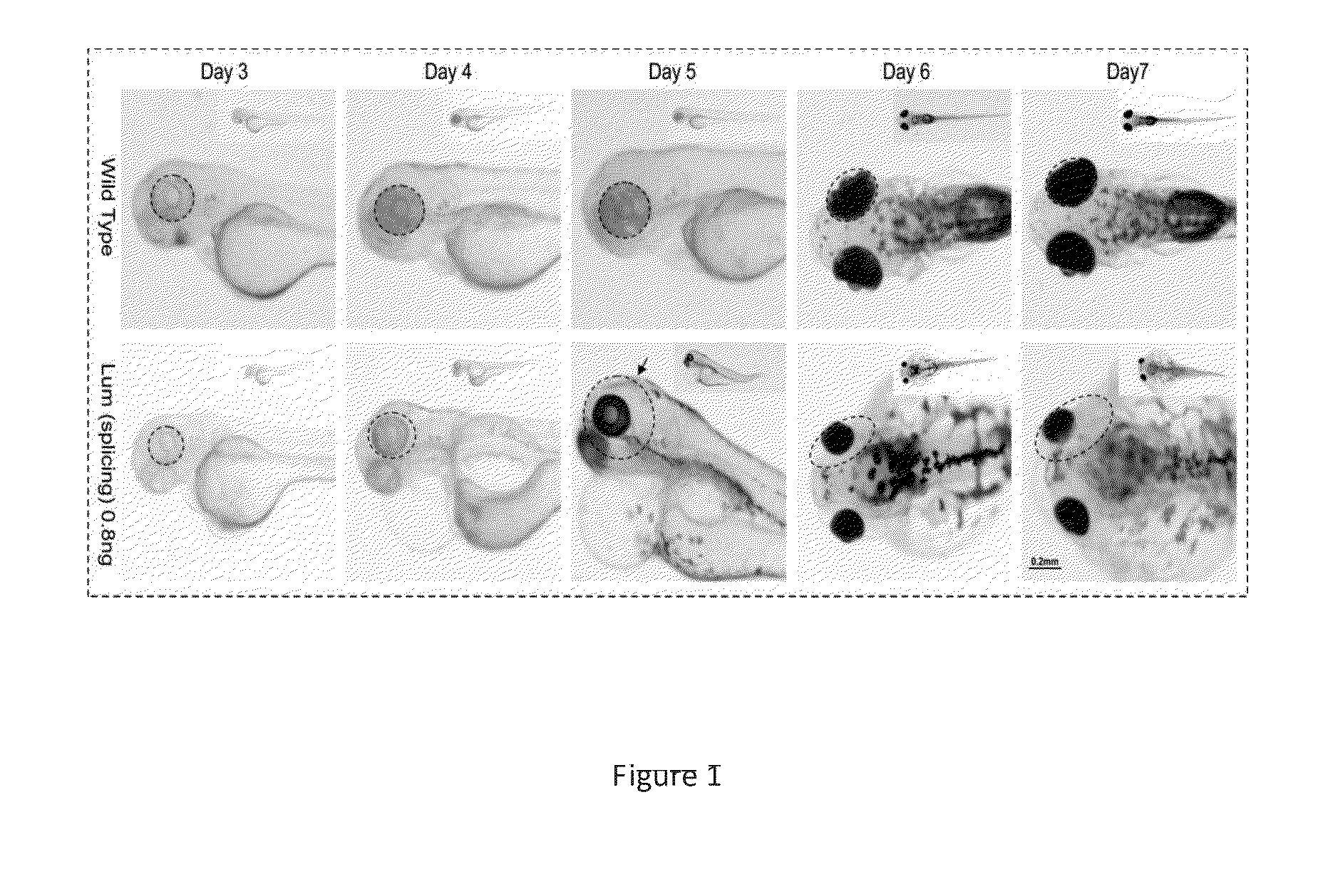 Methods for drug screen using zebrafish model and the compounds screened therefrom