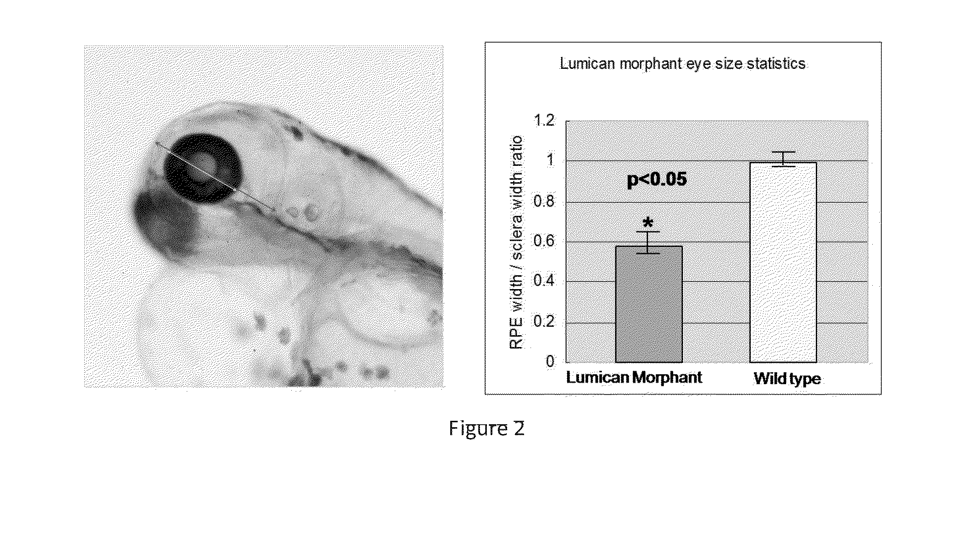 Methods for drug screen using zebrafish model and the compounds screened therefrom