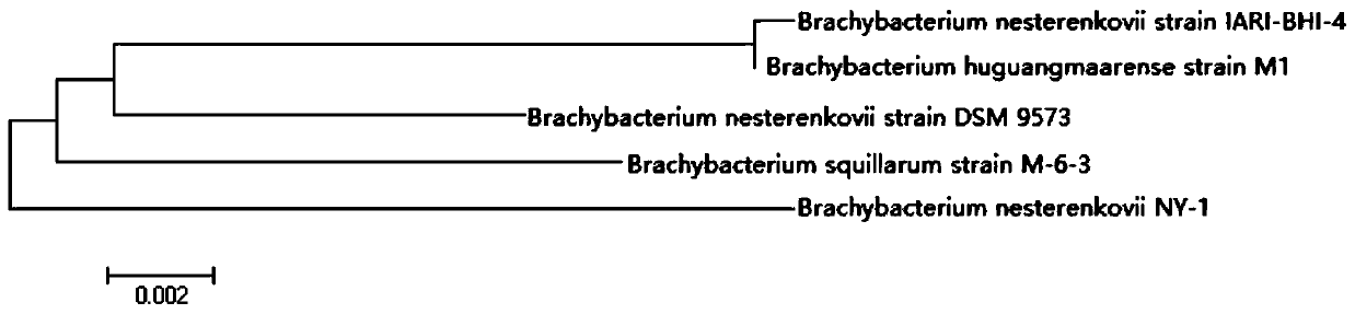 A preparation method of biologically active filler comprising Brevibacterium nirbii