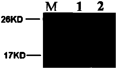 Rice mitochondria sterility gene and application thereof