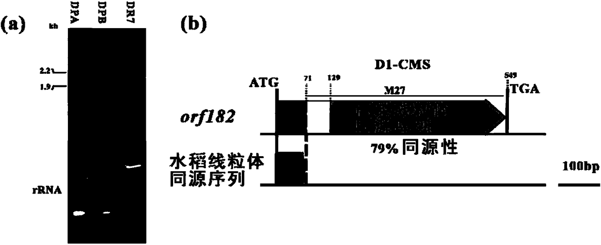 Rice mitochondria sterility gene and application thereof