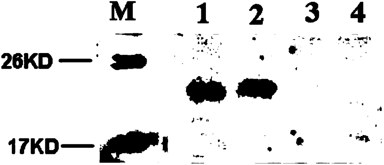 Rice mitochondria sterility gene and application thereof