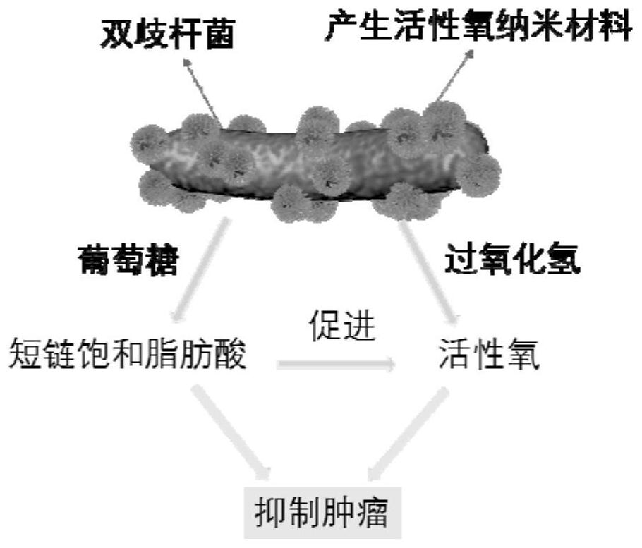 Anticancer compound capable of targeting intestinal tumor as well as preparation method and application of anticancer compound