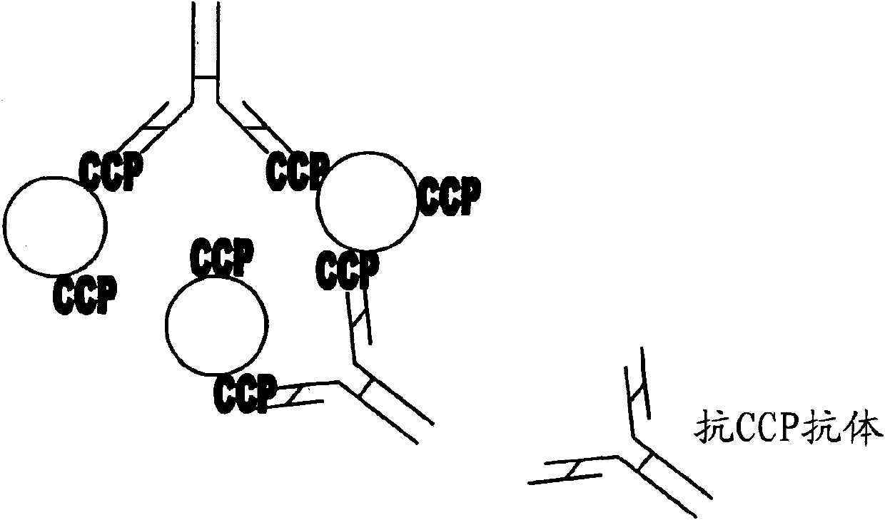 Assay method for antibodies against cyclic citrullinated peptide