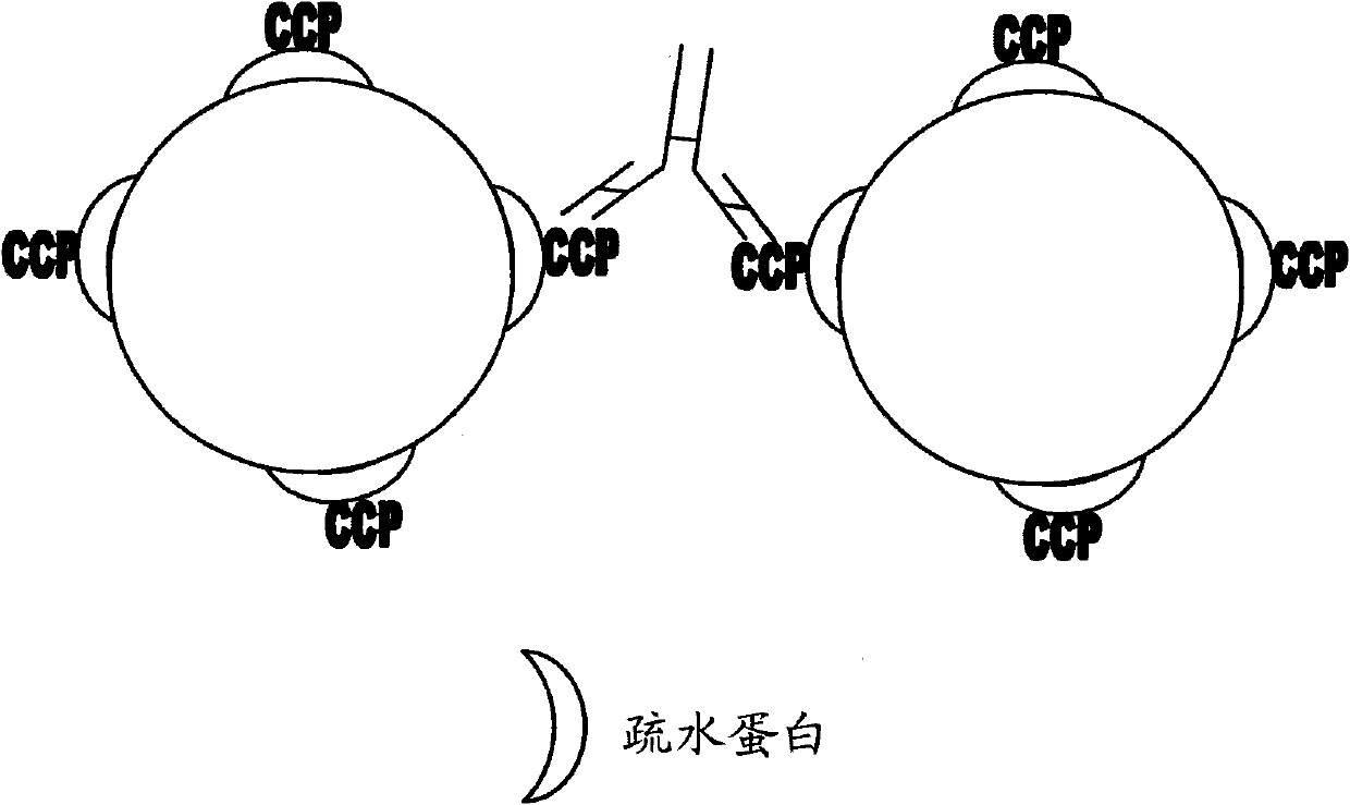 Assay method for antibodies against cyclic citrullinated peptide