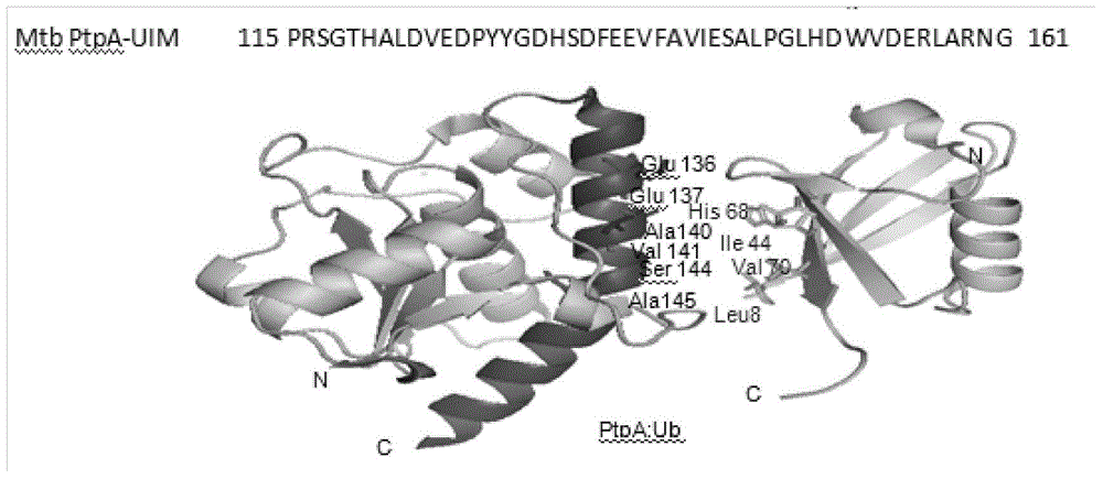 Ubiquitin-interacting motif-like structural domain of mycobacterium tuberculosis secretory protein