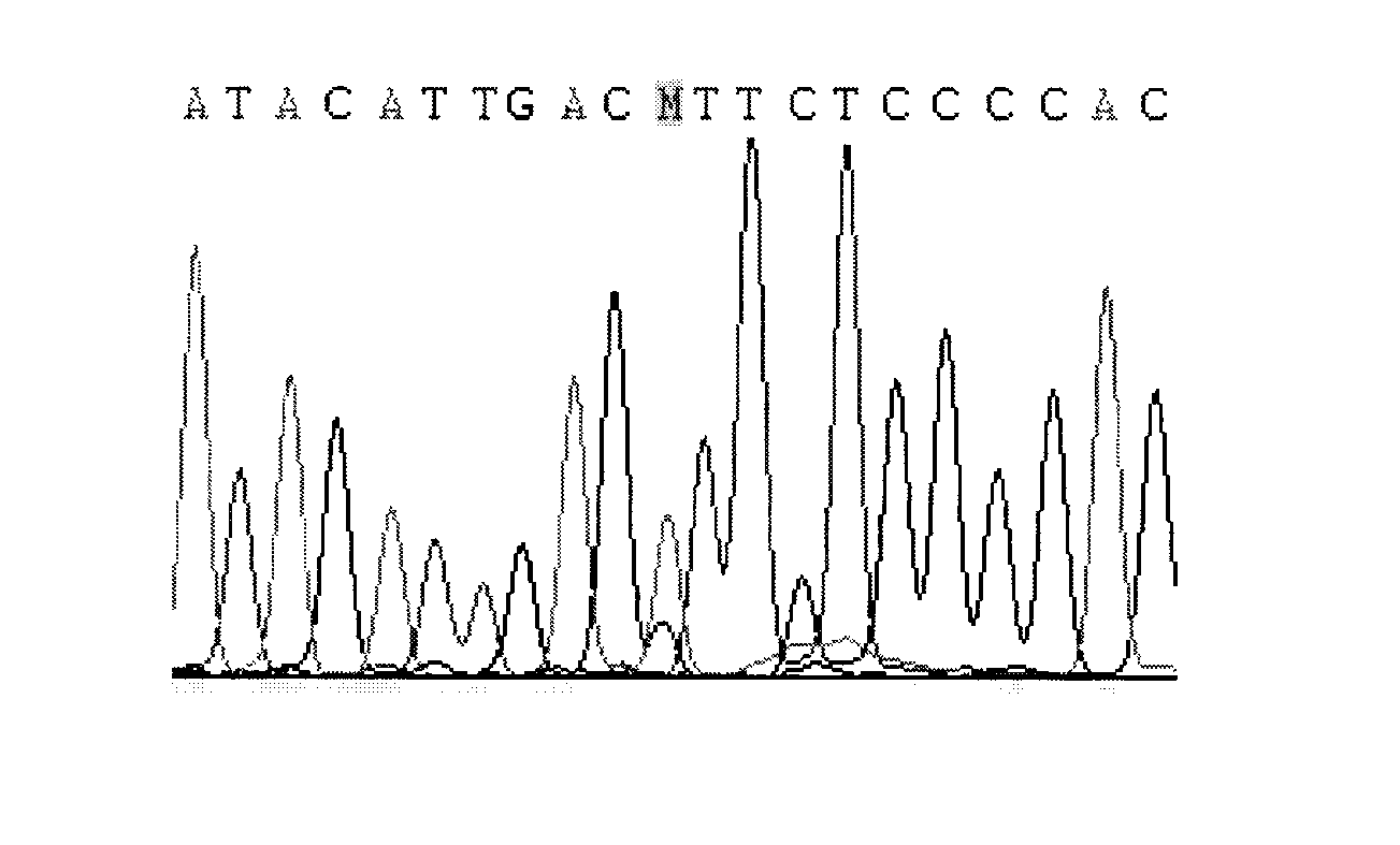 CYP2C9 gene segment comprising 1081C&gt;A, coded protein segment and application thereof