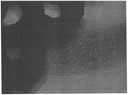 Calcium phosphate/zirconium oxide gradient porous scaffold as well as preparation method and application