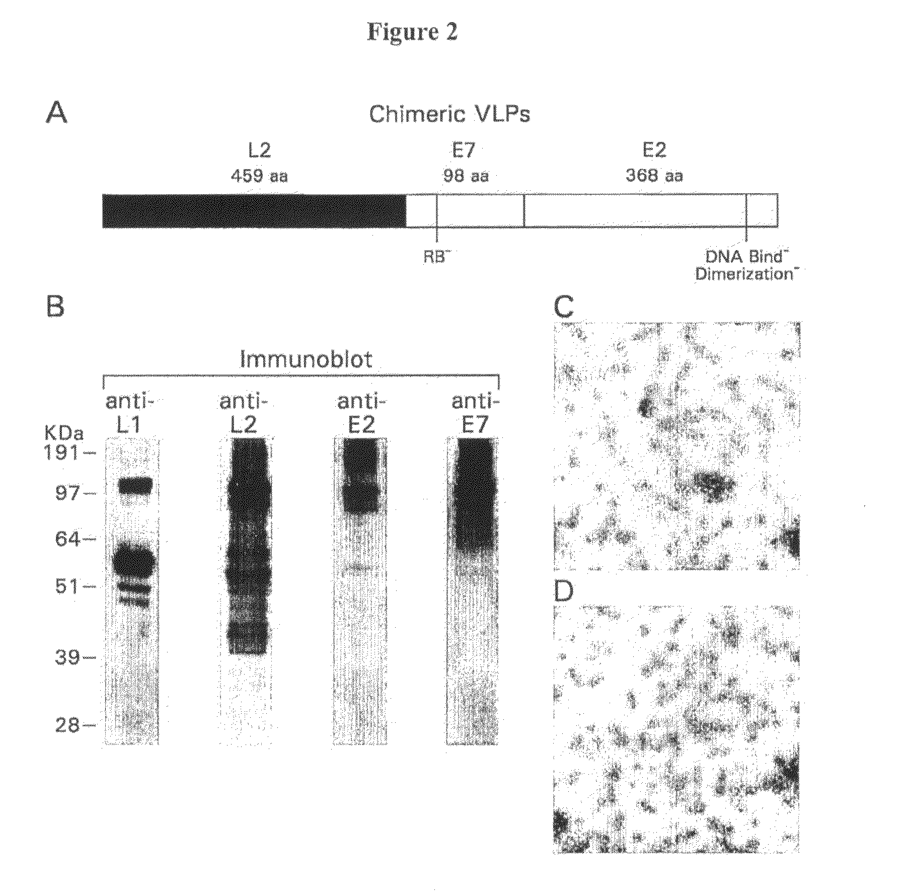 Methods and Compositions for Producing an Enhanced Immune Response to a Human Papillomavirus Immunogen