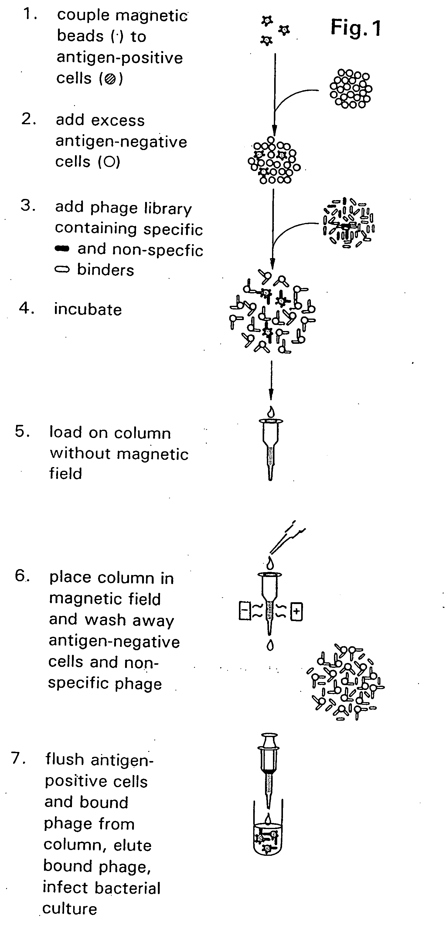Rh(D)-binding proteins and magnetically activated cell sorting method for production thereof