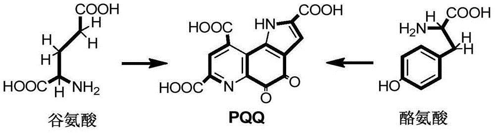 Synthetic method of pyrroloquinoline quinone