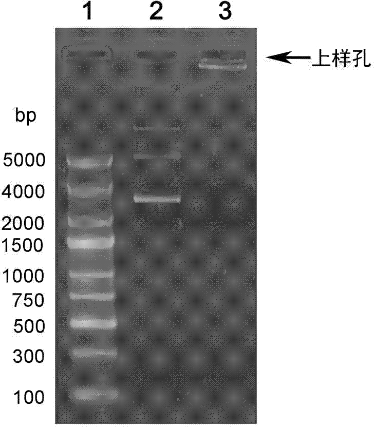 Self-assembled polypeptide-apoptin gene composite nanoparticle, and preparation method and application thereof